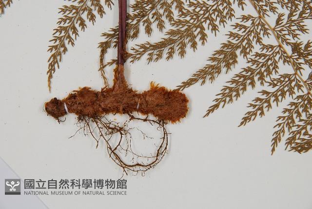 台灣小膜蓋蕨藏品圖，第1張