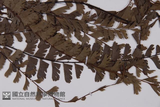 馬來鐵線蕨藏品圖，第4張