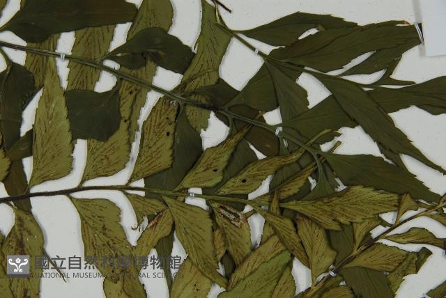 革葉鐵角蕨藏品圖，第4張