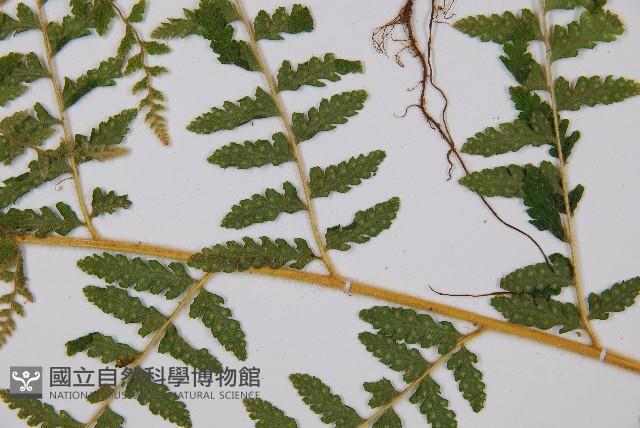 姬蕨藏品圖，第4張