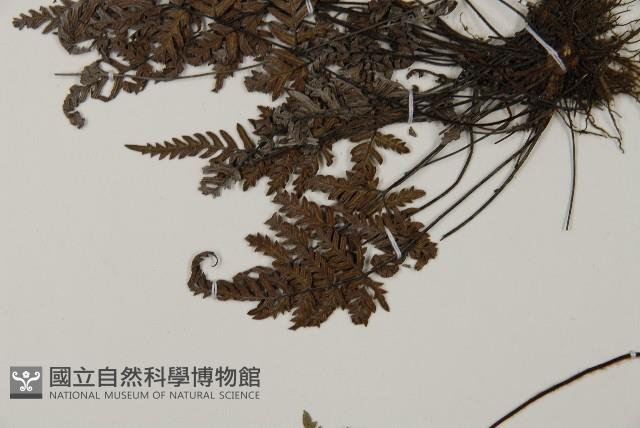 亨氏擬旱蕨藏品圖，第4張
