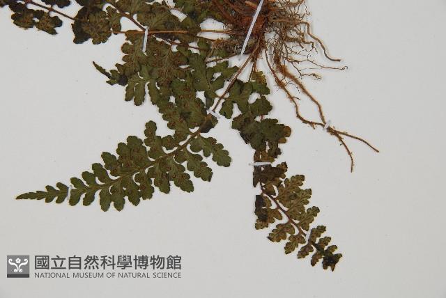 宿蹄蓋蕨藏品圖，第4張