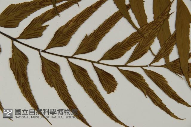 革葉鐵角蕨藏品圖，第6張