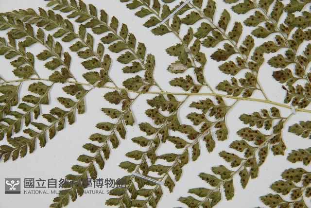 臺灣兩面複葉耳蕨藏品圖，第4張