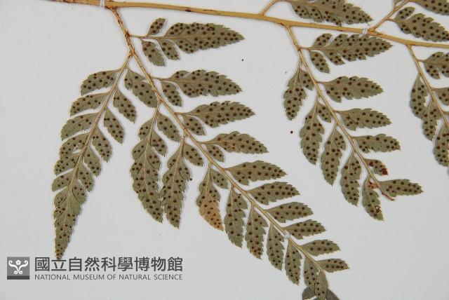 小葉複葉耳蕨藏品圖，第4張