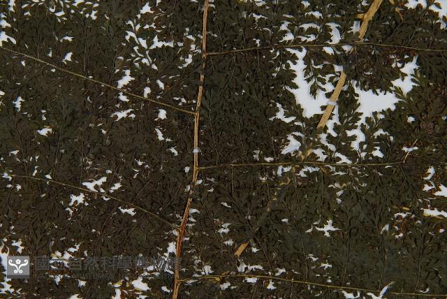 稀子蕨藏品圖，第4張