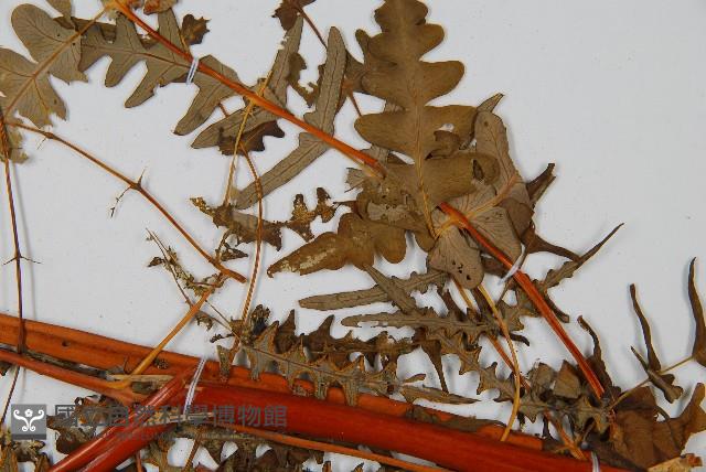 栗蕨藏品圖，第4張