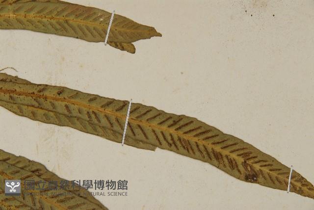叢葉鐵角蕨藏品圖，第4張