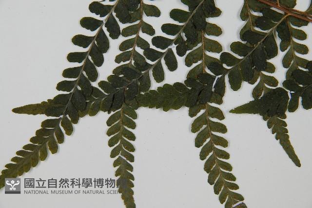 團羽鱗蓋蕨藏品圖，第4張