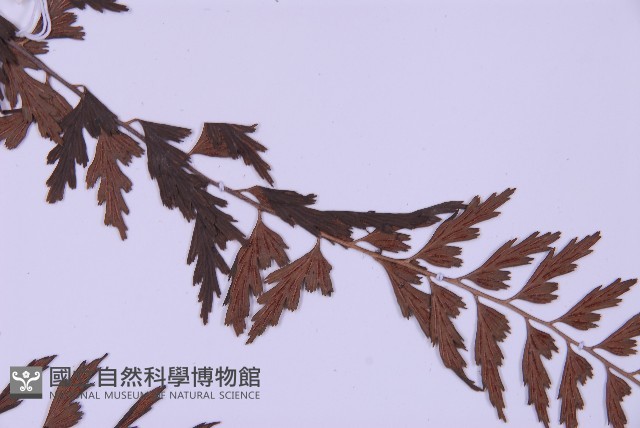 斜葉鐵角蕨藏品圖，第4張