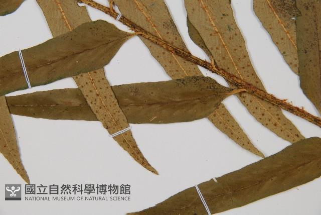 狹葉貫眾蕨藏品圖，第4張