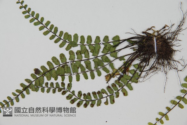 三翅鐵角蕨藏品圖，第4張