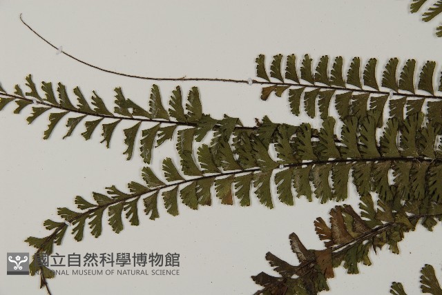 鞭葉鐵線蕨藏品圖，第4張