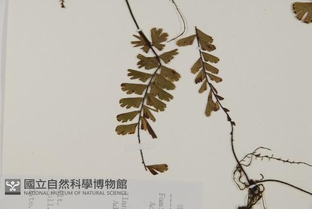 馬來鐵線蕨藏品圖，第1張