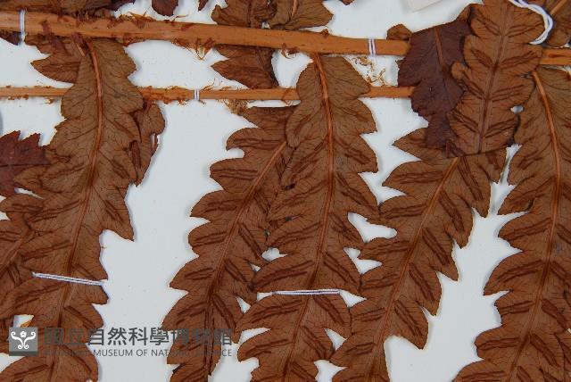 日本狗脊蕨藏品圖，第4張