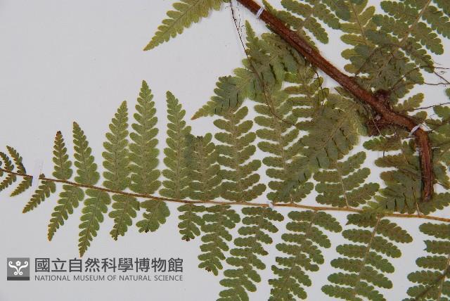 姬蕨藏品圖，第4張