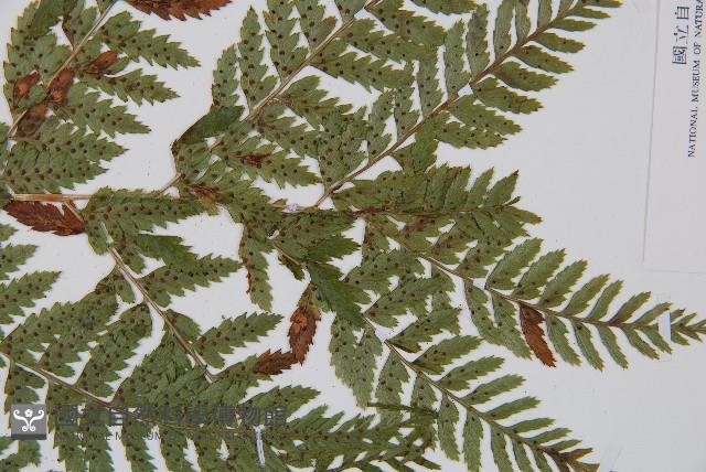 細裂蹄蓋蕨藏品圖，第4張