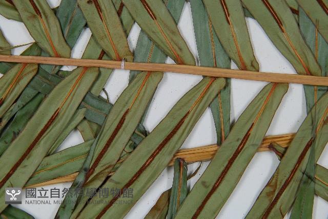 烏毛蕨藏品圖，第4張