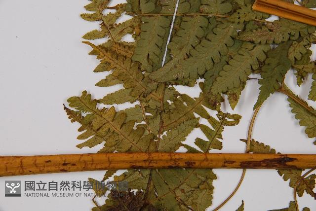 奄美雙蓋蕨藏品圖，第4張