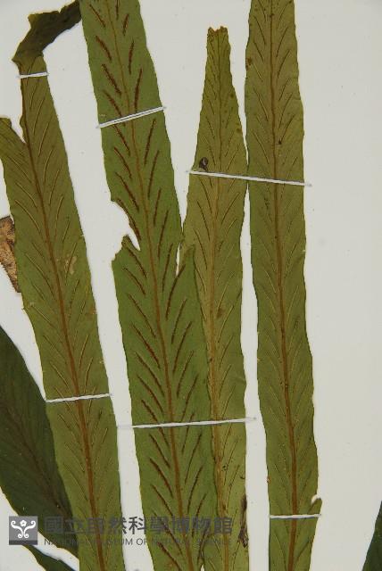 劍葉鐵角蕨、箭葉鐵角蕨藏品圖，第4張