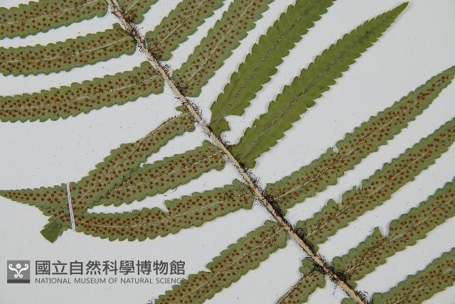桫欏鱗毛蕨藏品圖，第4張