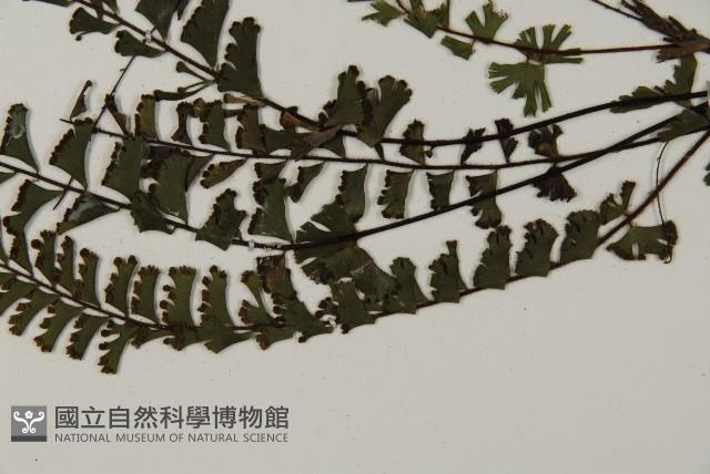 馬來鐵線蕨藏品圖，第4張