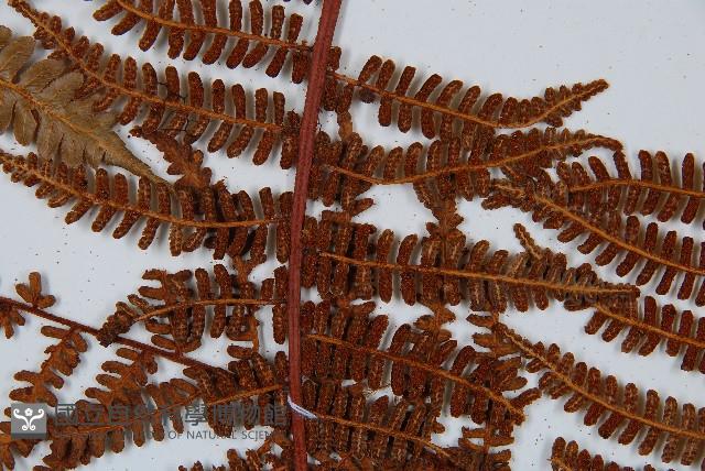 登錄號:P009859藏品圖，第7張