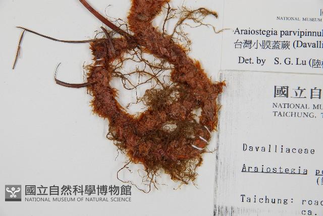 台灣小膜蓋蕨藏品圖，第3張