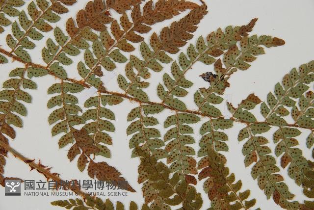 黑鱗耳蕨藏品圖，第4張