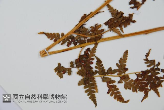 華南鱗蓋蕨藏品圖，第4張