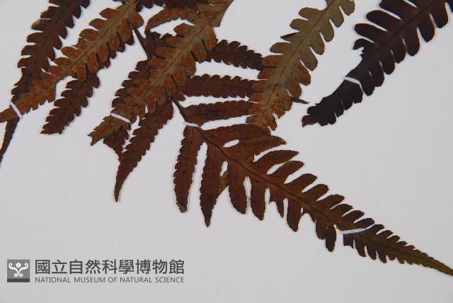 東洋蹄蓋蕨藏品圖，第4張