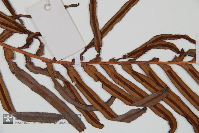 烏毛蕨藏品圖，第4張