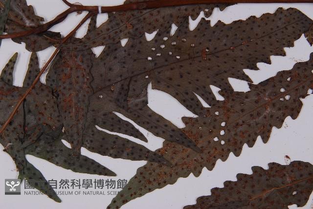 蛇脈三叉蕨藏品圖，第4張