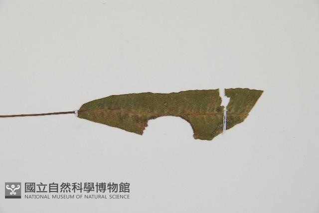 單葉雙蓋蕨藏品圖，第4張