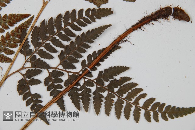 小葉複葉耳蕨藏品圖，第4張
