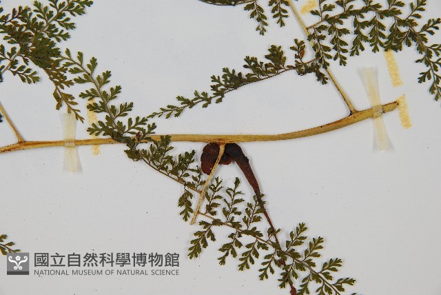 稀子蕨藏品圖，第4張