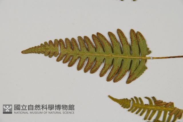 馬來陰石蕨藏品圖，第7張