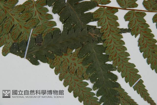 深山雙蓋蕨藏品圖，第4張