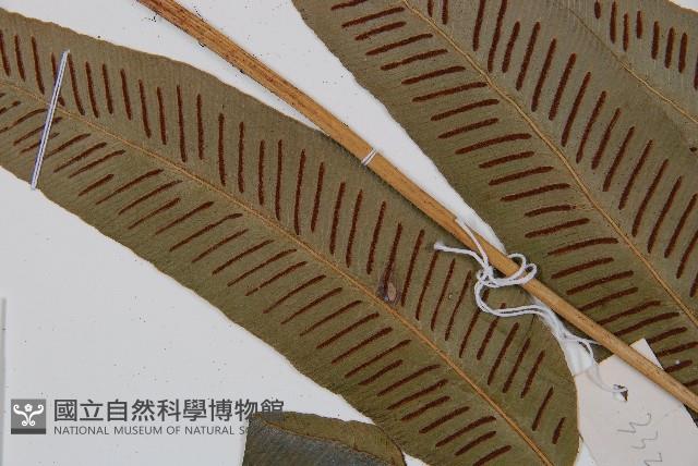 厚葉雙蓋蕨藏品圖，第4張