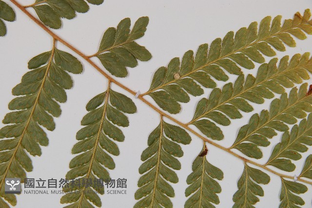 粗毛鱗蓋蕨藏品圖，第4張