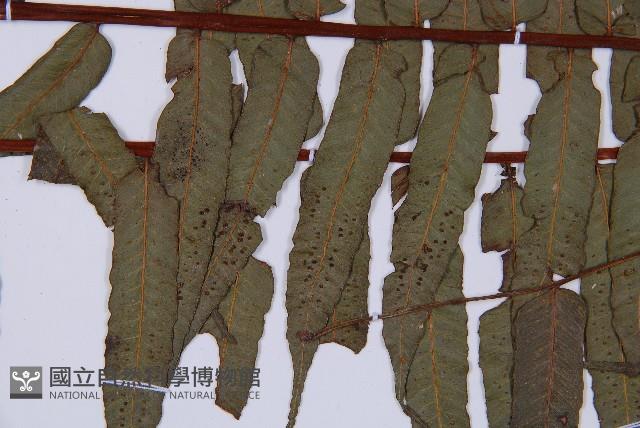 鬼桫欏藏品圖，第4張