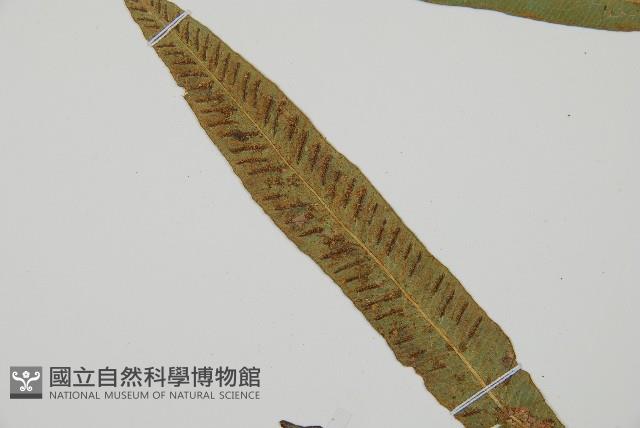 單葉雙蓋蕨藏品圖，第4張