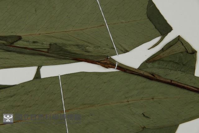 翅柄三叉蕨藏品圖，第4張