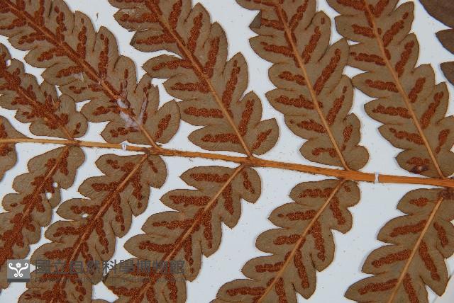 日本狗脊蕨藏品圖，第4張