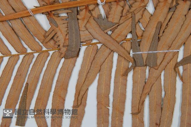 蘇鐵蕨藏品圖，第4張