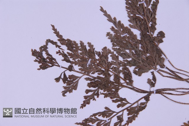 尖葉鐵角蕨藏品圖，第4張