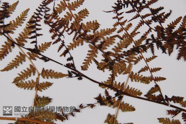 對生蹄蓋蕨藏品圖，第4張