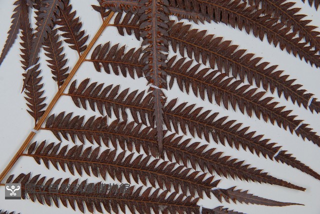 臺灣金狗毛蕨藏品圖，第3張