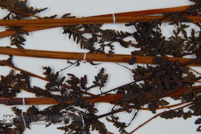 華南鱗蓋蕨藏品圖，第7張