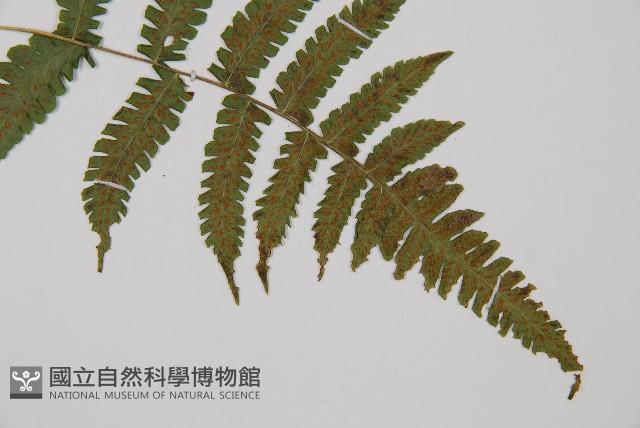 東洋蹄蓋蕨藏品圖，第4張